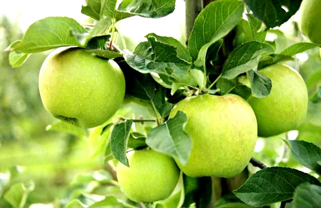 Jabłoń Mutsu Na drzewie wiszą dorodne zielone jabłka w otoczeniu liści.